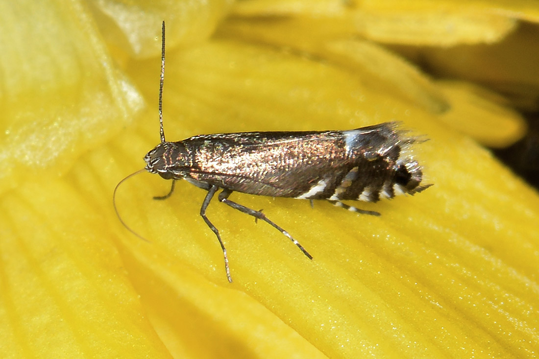 Glyphipterigidae: Glyphipterix simplicella